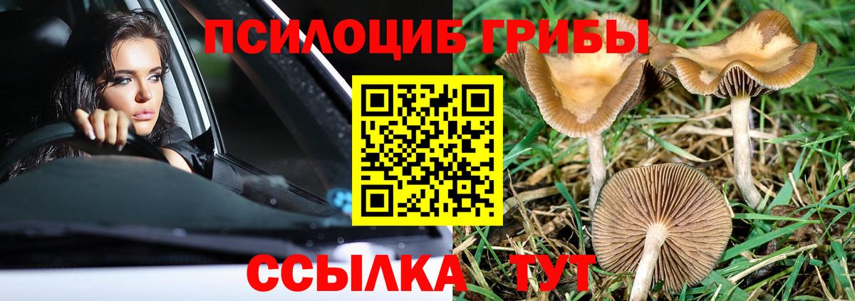 Сосновоборск  Псилоцибиновые грибы Cubensis  Вход с VPN 